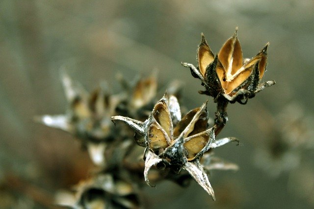 Descărcare gratuită Fruit Dry Season - fotografie sau imagini gratuite pentru a fi editate cu editorul de imagini online GIMP