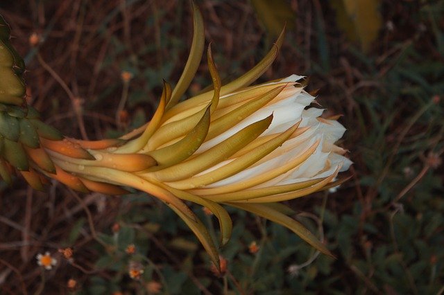 Descărcare gratuită Fruit Flower Plant - fotografie sau imagini gratuite pentru a fi editate cu editorul de imagini online GIMP