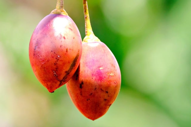 Free download fruit fresh organic healthy food free picture to be edited with GIMP free online image editor