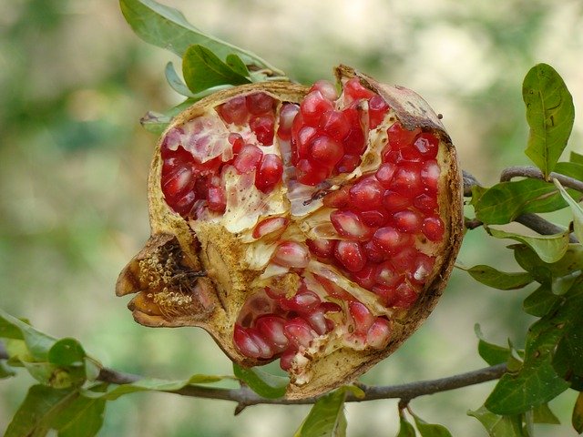 Descărcare gratuită Fruit Granada Forest - fotografie sau imagine gratuită pentru a fi editată cu editorul de imagini online GIMP