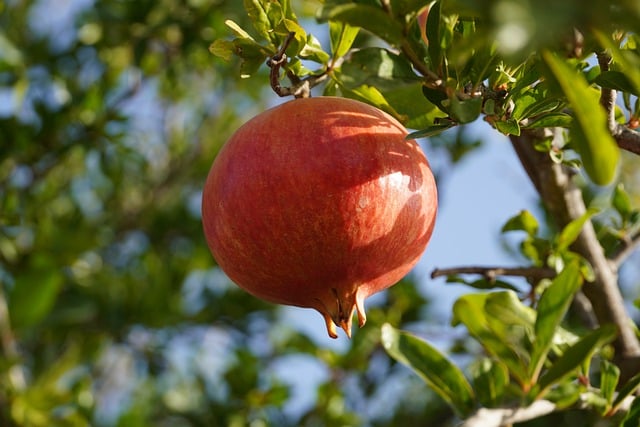 Free download fruit granada mature fruit nature free picture to be edited with GIMP free online image editor