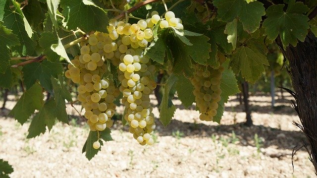 Template Photo Fruit Grape Vine -  for OffiDocs