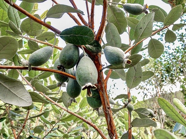 Muat turun percuma Fruit Green Natural - foto atau gambar percuma untuk diedit dengan editor imej dalam talian GIMP