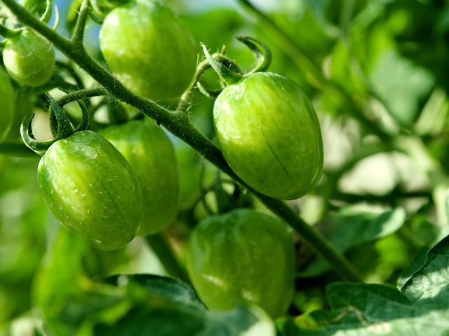 Free download fruit green tomato plant nature free picture to be edited with GIMP free online image editor