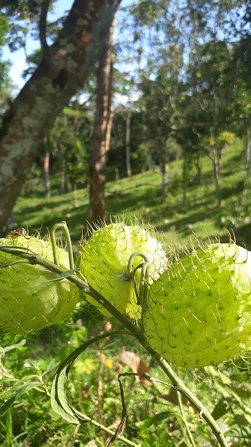 Free download Fruit Green Vegetation -  free photo or picture to be edited with GIMP online image editor