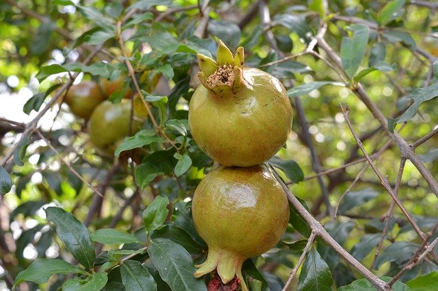 دانلود رایگان میوه هندی - عکس یا تصویر رایگان برای ویرایش با ویرایشگر تصویر آنلاین GIMP