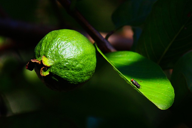 Free download fruit leaves green fly highlight free picture to be edited with GIMP free online image editor