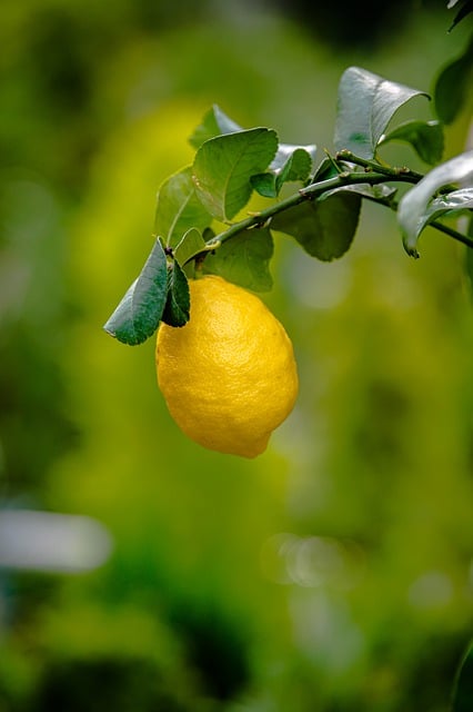 Free download fruit lemon citrus organic healthy free picture to be edited with GIMP free online image editor