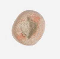 Free download Fruit Mold free photo or picture to be edited with GIMP online image editor