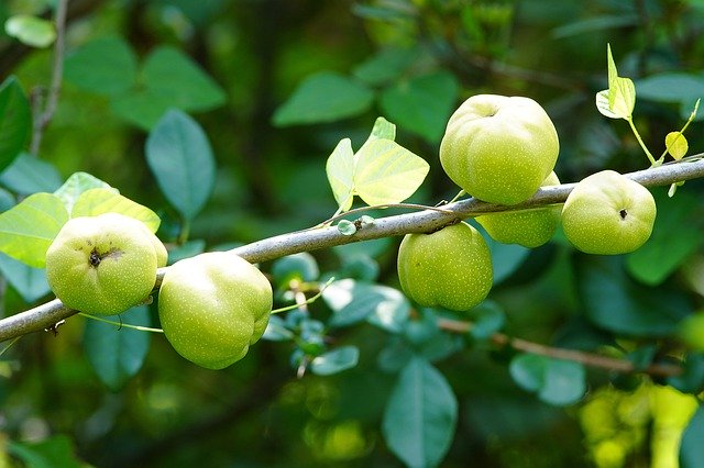 Bezpłatne pobieranie Fruit Mountain Nature - bezpłatne zdjęcie lub obraz do edycji za pomocą internetowego edytora obrazów GIMP