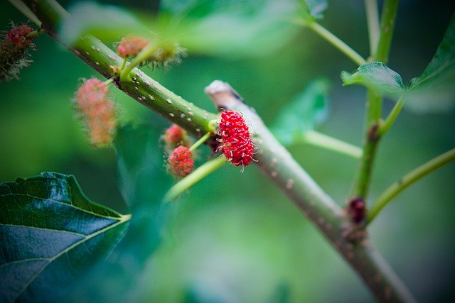 Free picture Fruit Mulberry Red -  to be edited by GIMP free image editor by OffiDocs