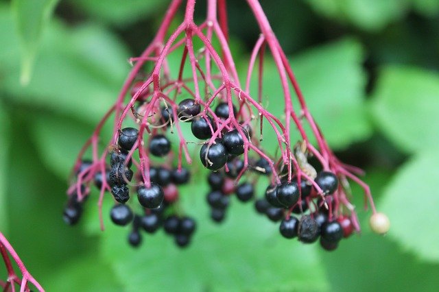 Безкоштовно завантажте Fruit Nature Purple - безкоштовне фото або зображення для редагування за допомогою онлайн-редактора зображень GIMP