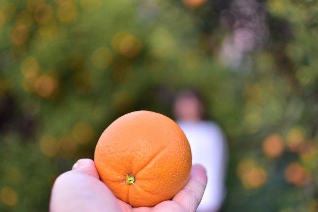 Free graphic fruit orange citrus organic to be edited by GIMP free image editor by OffiDocs