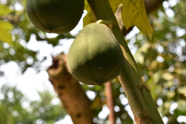 Download grátis Fruit Papaya Delicious - foto ou imagem gratuita para ser editada com o editor de imagens online GIMP