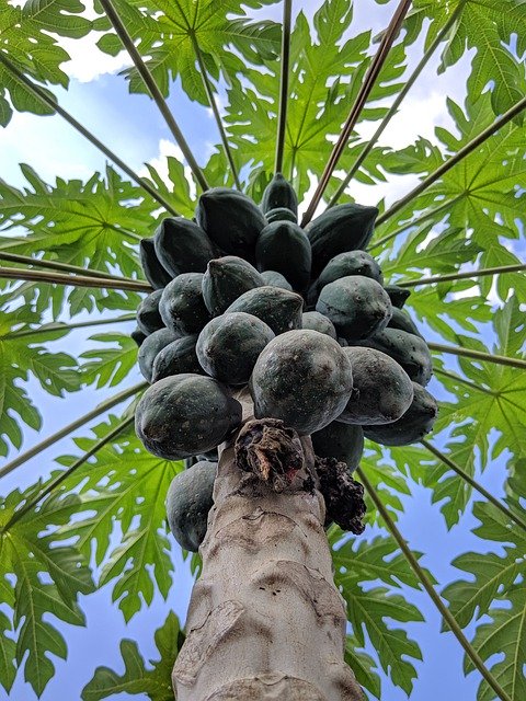 Free download Fruit Papaya Sweet -  free photo or picture to be edited with GIMP online image editor
