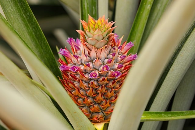 Free download fruit pineapple tropical nature free picture to be edited with GIMP free online image editor