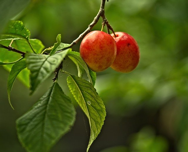 Unduh gratis Fruit Plum Branch - foto atau gambar gratis untuk diedit dengan editor gambar online GIMP
