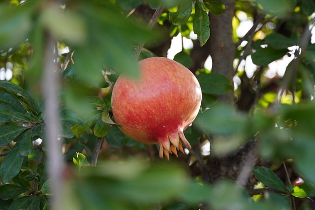 Free download fruit pomegranate ripe fruit nature free picture to be edited with GIMP free online image editor