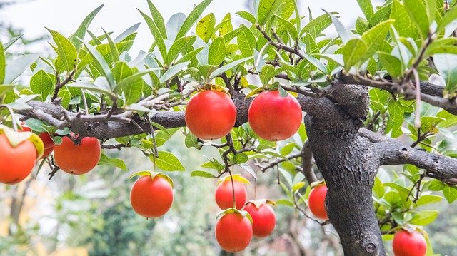 Descarga gratuita Fruit Potted Plants Bonsai Red - foto o imagen gratuita para editar con el editor de imágenes en línea GIMP