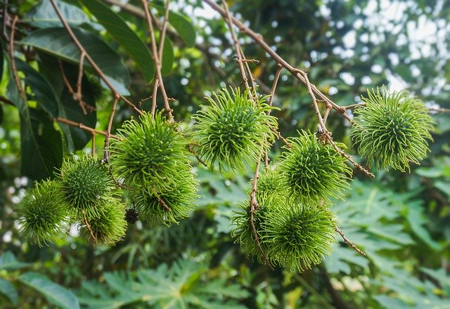 Free picture Fruit Rambutan Green -  to be edited by GIMP free image editor by OffiDocs