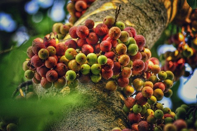 Free graphic fruit raw ripe fruits tree red g to be edited by GIMP free image editor by OffiDocs