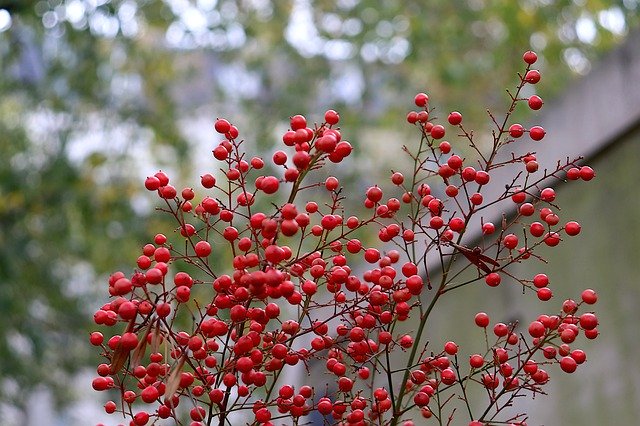 Téléchargement gratuit Arbuste à fleurs de couleur rouge fruit - photo ou image gratuite à éditer avec l'éditeur d'images en ligne GIMP