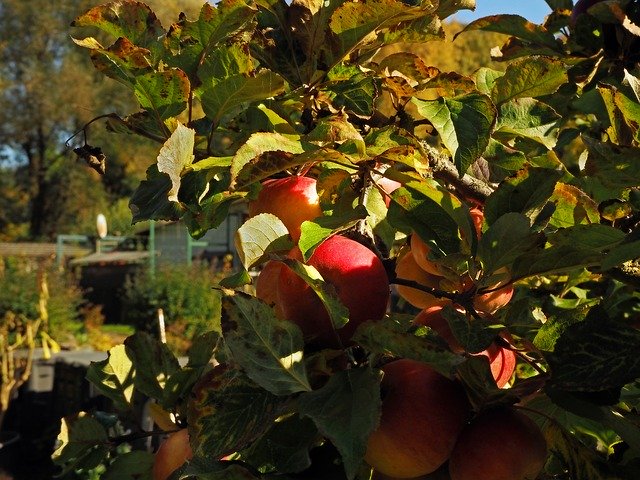 ດາວໂຫຼດຟຣີ Fruit Ripe Apple Tree - ຮູບພາບ ຫຼືຮູບພາບທີ່ບໍ່ເສຍຄ່າເພື່ອແກ້ໄຂດ້ວຍຕົວແກ້ໄຂຮູບພາບອອນໄລນ໌ GIMP