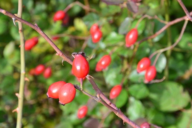 Free picture Fruit Rose Hip Nature -  to be edited by GIMP free image editor by OffiDocs