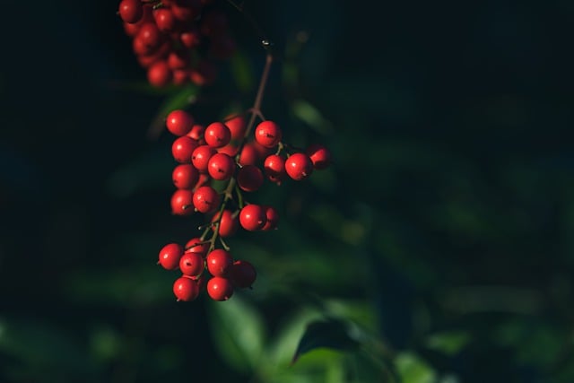 Free graphic fruits berries plant red fruits to be edited by GIMP free image editor by OffiDocs