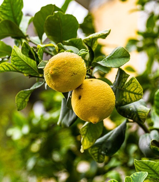 Free graphic fruits lemons lemon tree tree to be edited by GIMP free image editor by OffiDocs