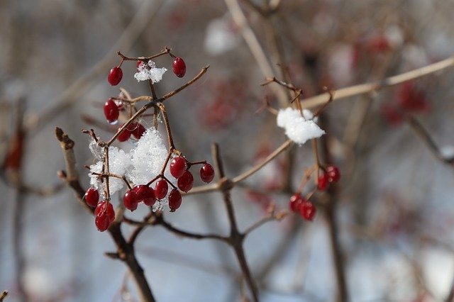 Free download Fruit Snow Ice -  free photo or picture to be edited with GIMP online image editor