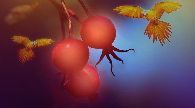 Free download Fruits Parrots Nature -  free illustration to be edited with GIMP free online image editor