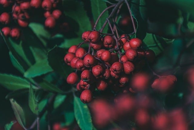 Free download fruits plant nature autumn free picture to be edited with GIMP free online image editor