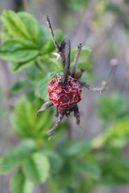 قم بتنزيل صورة مجانية لنباتات غصن الفاكهة المتجعدة jagoda مجانًا لتحريرها باستخدام محرر الصور المجاني عبر الإنترنت GIMP