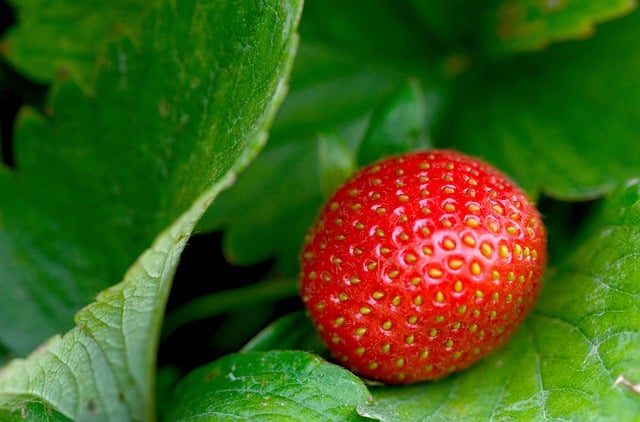Kostenloser Download von Früchten, Erdbeeren, frischer Natur, kostenloses Bild zur Bearbeitung mit dem kostenlosen Online-Bildeditor GIMP