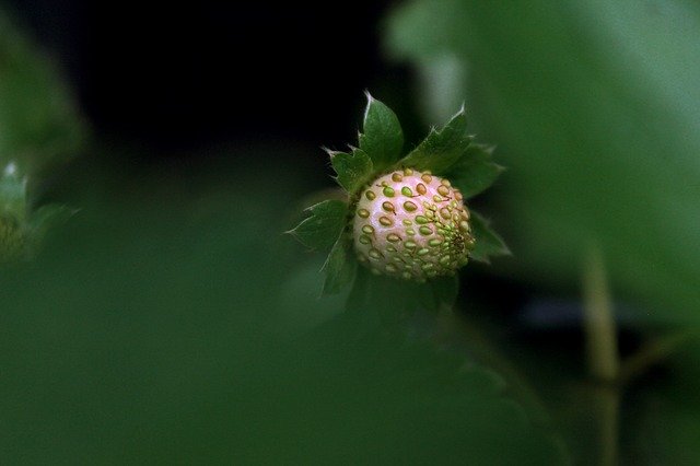 Free download Fruit Strawberry Plant -  free photo or picture to be edited with GIMP online image editor