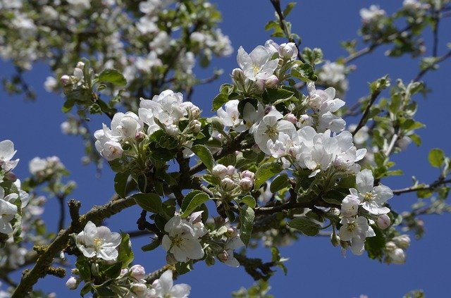 Free download Fruit Tree Apple Blossom -  free photo or picture to be edited with GIMP online image editor