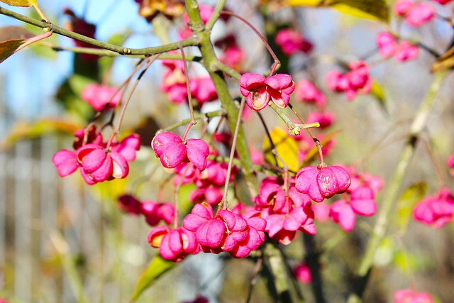 Free download fruit tree autumn seasonal bloom free picture to be edited with GIMP free online image editor