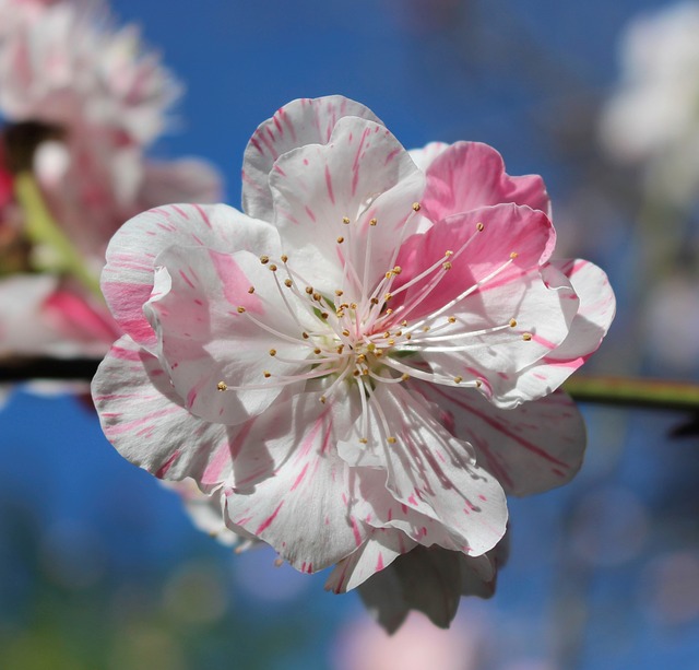 Free download fruit tree blossom ornamental peach free picture to be edited with GIMP free online image editor