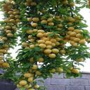 fruit tree wallpaper with yellow fruits  screen for extension Chrome web store in OffiDocs Chromium