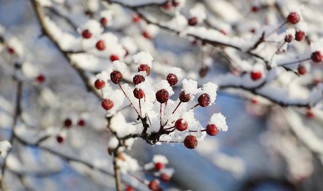 Kostenloser Download von Obstzweigen, Schnee im Freien, saisonales kostenloses Bild zur Bearbeitung mit dem kostenlosen Online-Bildeditor GIMP