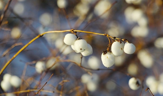 Free download fruit white winter growth nature free picture to be edited with GIMP free online image editor