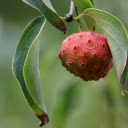 Fruit with many eyes  screen for extension Chrome web store in OffiDocs Chromium
