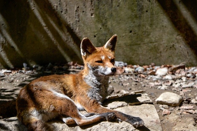 Gratis download Fuchs Animal Mammal - gratis foto of afbeelding om te bewerken met GIMP online afbeeldingseditor