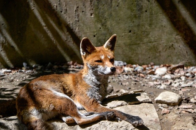 বিনামূল্যে ডাউনলোড করুন Fuchs Animal Mammal - বিনামূল্যে ছবি বা ছবি GIMP অনলাইন ইমেজ এডিটর দিয়ে সম্পাদনা করা হবে