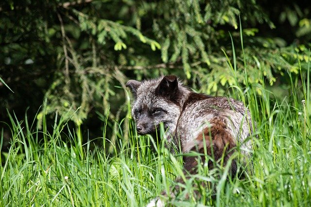 Scarica gratuitamente Fuchs Darwin Fox Mammal: foto o immagine gratuita da modificare con l'editor di immagini online GIMP