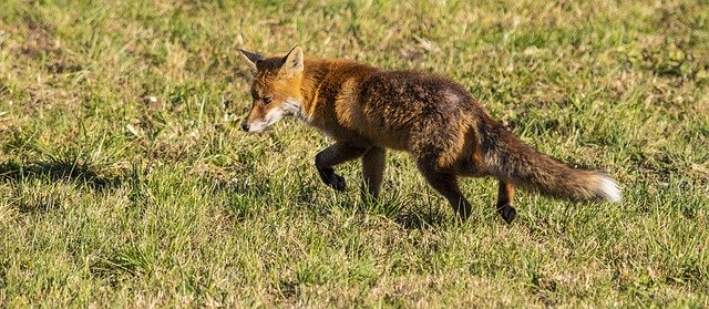 Descărcare gratuită Fuchs Fox Smart - fotografie sau imagini gratuite pentru a fi editate cu editorul de imagini online GIMP