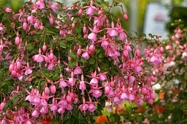 Free picture Fuchsia Flowers Pink -  to be edited by GIMP free image editor by OffiDocs