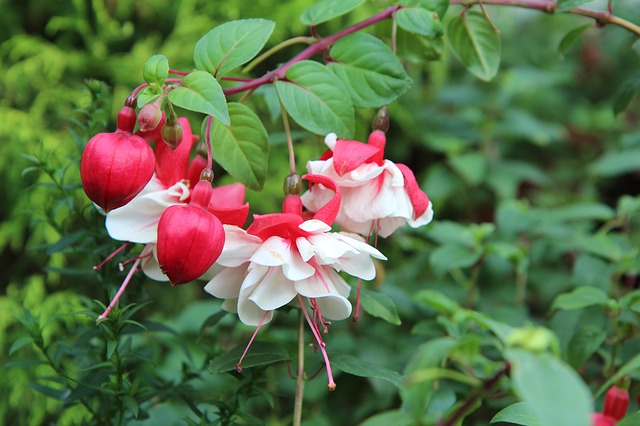 Free download fuchsia fushia bi color flowering free picture to be edited with GIMP free online image editor