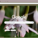 Fuchsia Magellanica  screen for extension Chrome web store in OffiDocs Chromium